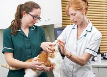 Clínica Veterinaria San Fernando veterinaria atendiendo a un gato